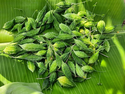 CRGO KARELA , BITTERGOURD Seed(80 per packet)