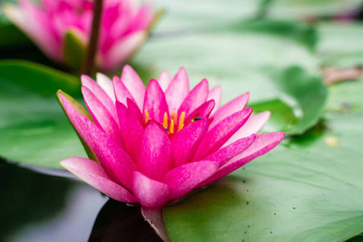 Jessica lotus,kamal gatta Seed(11 per packet)