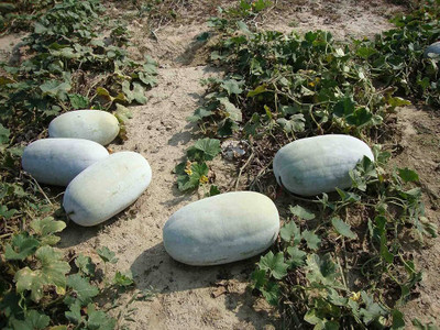 BDSresolve Ash gourd seeds hybrid PACK OF 37 Seed(37 per packet)