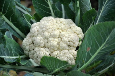 Fiorucci white cauliflower,gobhee seeds Seed(15 per packet)