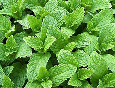 VibeX LXI-5 - Kentucky Colonel Mint - (150 Seeds) Seed(150 per packet)