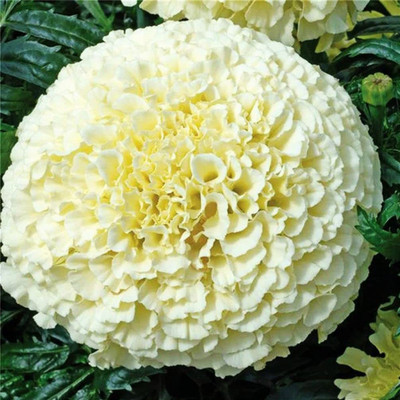CYBEXIS LX-64 - Kilimanjaro White African Marigold - (250 Seeds) Seed(250 per packet)