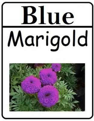 VibeX ® XLR-662 Blue Marigold Seeds Seed(500 per packet)