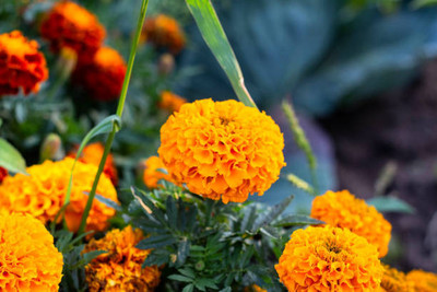 De Cecco marigold,gende ka phool seeds Seed(21 per packet)