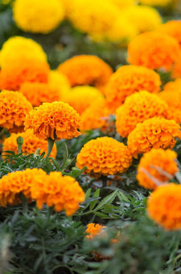 yamkay marigold/gende ka phool flower seeds Seed(75 per packet)