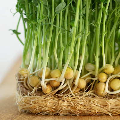 CYBEXIS HUA-99 - Sweet Green Pea Sprouting - (300 Seeds) Seed(300 per packet)