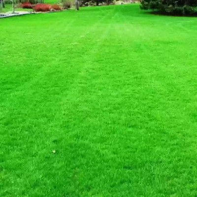 naturehils Maxican Carpet Grass Seeds for PlayGround/Garden/Park, Lawn Grass Seed(16000 per packet)