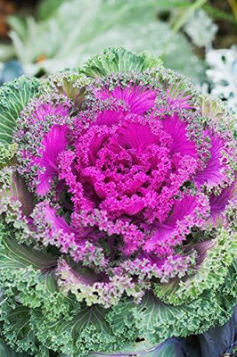 Aywal Imported Ornamental Kale Flower Seed(90 per packet)