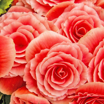 VibeX GBPUT-27 - Pink Begonia Flower - (30 Seeds) Seed(30 per packet)