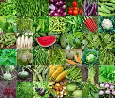 Agnico Agnico 40 Variety Of Vegetable Seeds Combo Pack With Instruction Manual.… Seed(40 per packet)