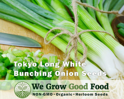 KNESSiN Open-Pollinated Long White Bunching Onion Seeds For Planting-(2400 Seeds) Seed(2400 per packet)