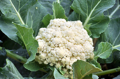 VELSUM white cauliflower,gobhee seeds Seed(13 per packet)