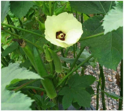 CYBEXIS Hybrid Okra Spineless Seeds-200 Seeds Seed(200 per packet)