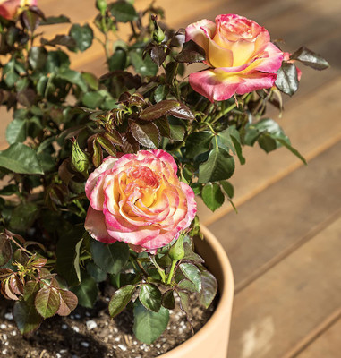 WILLVINE NBIR-386 Pink Roses and Yellow Roses Seeds Seed(50 per packet)