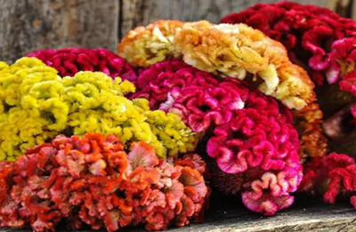 Quentova Cockscomb mixed Flower-9Z-IACR Seed(75 per packet)