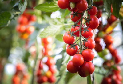 XOLDAA tomato Seed(105 per packet)