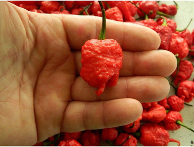 Biosnyg High Yield 7 Pot Primo Red Chilli Vegetable Seeds For Planting-(2000 Seeds) Seed(2000 per packet)