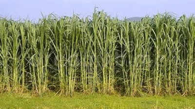 BJUBASPLANT smart napier grass stick pack of 43 Seed(43 per packet)