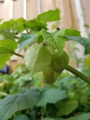 Chalisa Gooseberry, Amla Seed(64 per packet)