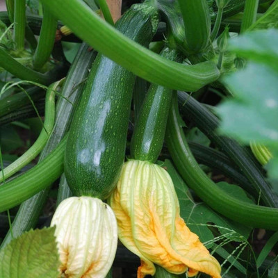VibeX Dark Green Zucchini Squash Seed(100 per packet)