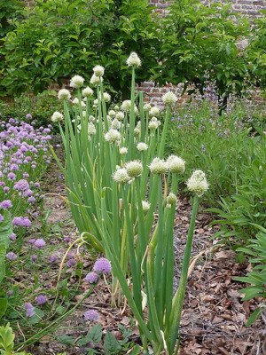 WILLVINE LX-549 Japanese Bunching Welsh Onion Seed-3000 Seeds Seed(3000 per packet)