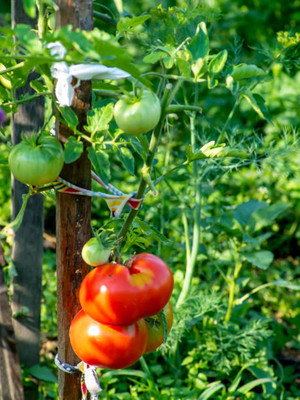 SAFRONI tomato Seed(85 per packet)