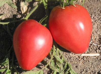 CYBEXIS Tomato - Oxheart Red Seeds (GMO Free) Indeterminate Heirloom Type2000 Seeds Seed(2000 per packet)