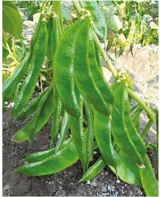Cloud Farm Improved Sem Phali, Lima Beans Seed(10 per packet)