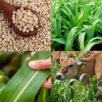 Cloud Farm ™ goat grass seeds|cow|buffalo grass seeds for farming, hybrid sorghum sudan grass Seed(254 per packet)