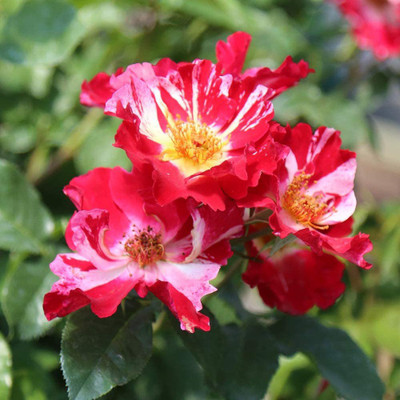CYBEXIS NDIR-51 - Multi Colored Climbing Rose - (100 Seeds) Seed(100 per packet)