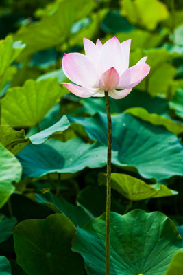 VenHub lotus,kamal seeds Seed(20 per packet)