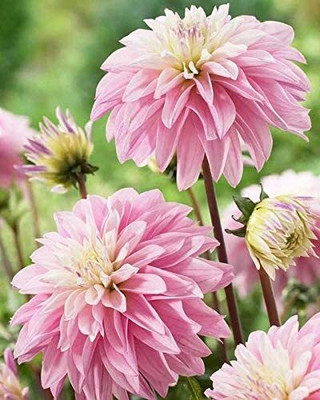 Lorvox Dahlia Double Figaro Mix Seed(20 per packet)