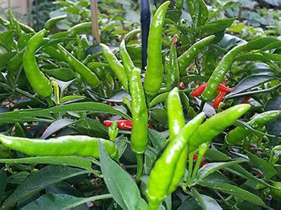 Seedsqlty Hot chilli seeds hybrid all seasons, high germination (20 seeds) Seed(20 per packet)