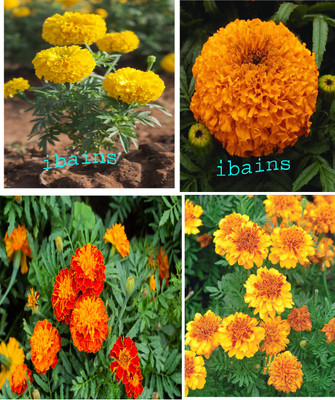 wequality Hybrid Marigold flower seeds combo pack,winter season flower seed Seed(58 per packet)