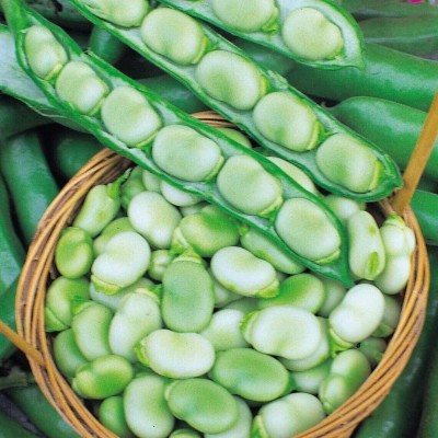 CYBEXIS Seeds of Broad Bean Green Longpod-100 Seeds Seed(100 per packet)