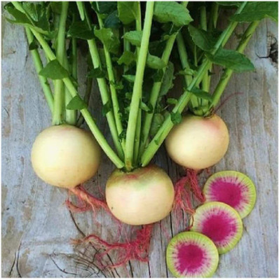 CYBEXIS XLL-52 - Watermelon Radish - (250 Seeds) Seed(250 per packet)