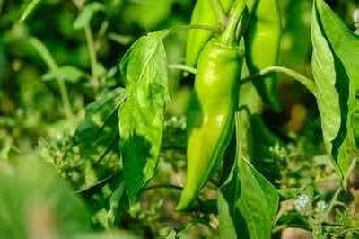 BDSresolve Chilli seeds variety pack of 63 Seed(63 per packet)