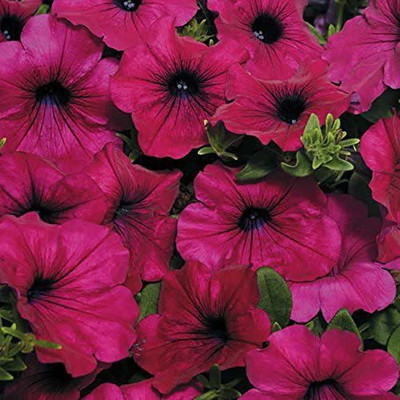 CYBEXIS Purple Improved Hybrid Petunia Seeds Seed(50 per packet)