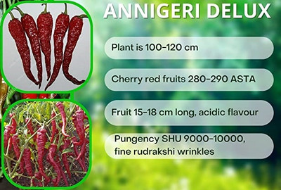 WILLVINE HAR -IV Annigeri Delux Chilli seeds | Red chilli seeds[10gm, 2000 Seeds] Seed(2000 per packet)