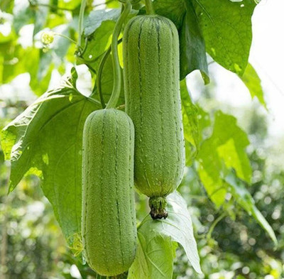 Avysa Short Smooth Luffa Seeds/sponge gourd Seed(800 per packet)