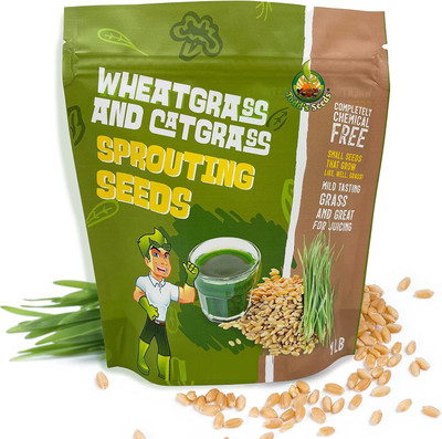 CYBEXIS LXI-73 - Hard Red Winter Wheat - (22500 Seeds) Seed(22500 per packet)