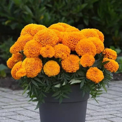 FLARE SEEDS Orange Marigold Flower Seeds for Home gardning Seed(50 per packet)