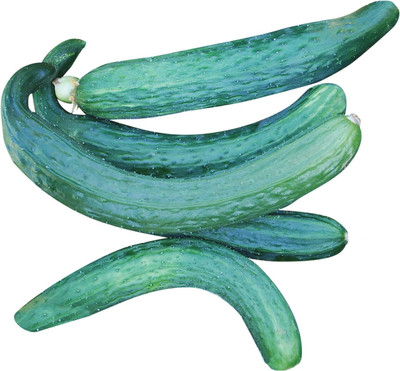 Qualtivate HYB-9A Suyo Long Cucumber Seeds Seed(300 per packet)