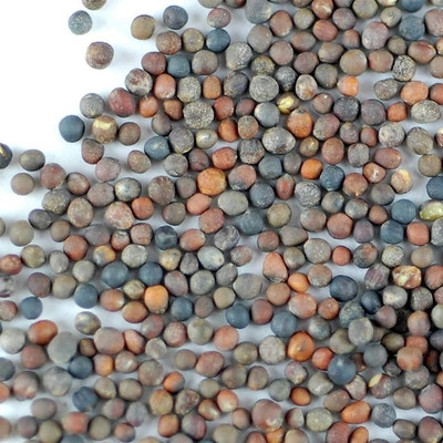 Qualtivate GBPT-3A Organic Broccoli Sprouting Seeds Seed(300 per packet)