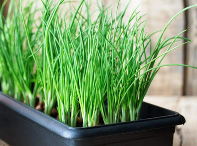WILLVINE GOI -XI Vegetable Garden Spring Onions [25g] Seed(15000 per packet)