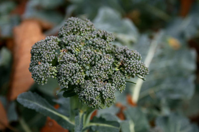 CYBEXIS TLX-7 - Broccoli Waltham 29 - (450 Seeds) Seed(450 per packet)