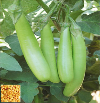 CRGO ™ AFC-205-Hybrid F1 Brinjal Long Green Seeds Seed(100 per packet)