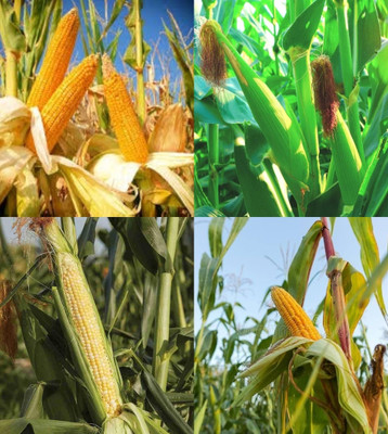 ibains Baby corn seeds for farming beez 74 Seed(74 per packet)