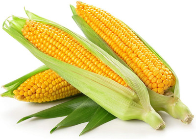 WILLVINE MAH -II Golden Bantam Sweet Corn Seeds-[250g] Seed(1000 per packet)