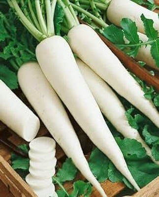 Infiniteseeds White Radish A Crisp and Refreshing Root Vegetable with a Mild Spice Seed(100 per packet)